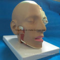 Science Supplies Menschlicher Kopf Brian Anatomisches Modell